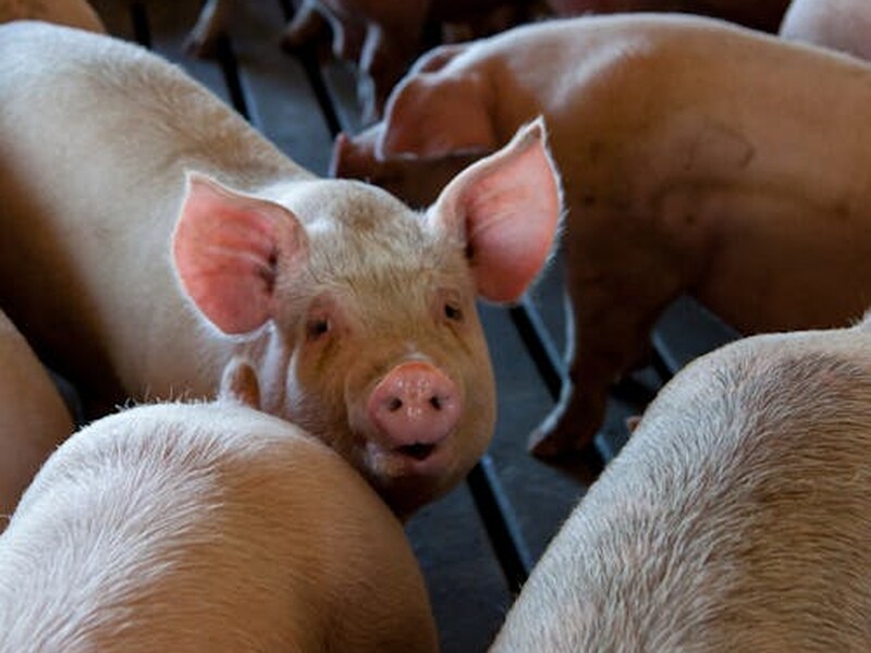 Ontdek de varkenshouderij tijdens Dag van de Landbouw